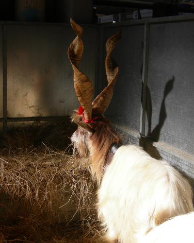 A goat with large, spiraled horns and a red ribbon around its neck stands in a pen filled with hay, enclosed by metal panels under artificial lighting.