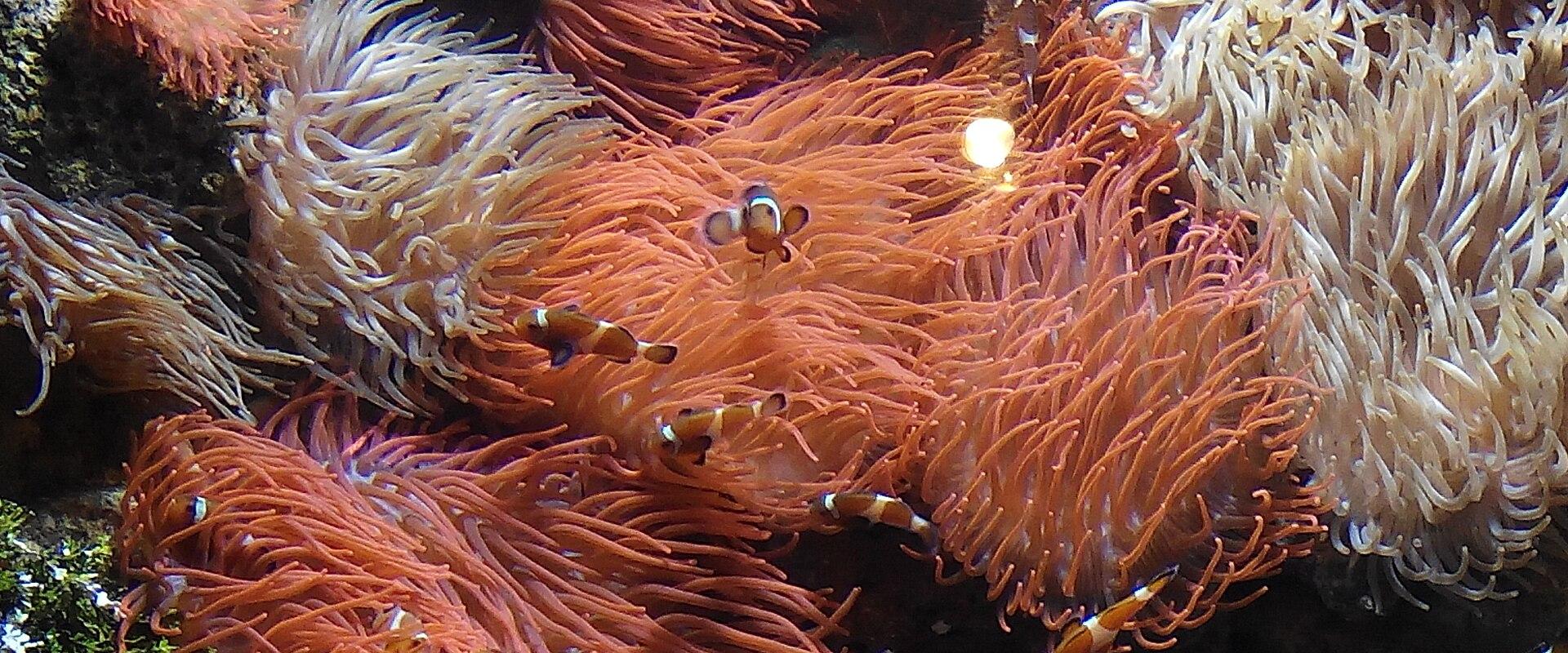 Aquarium of Genoa (Acquario di Genova)