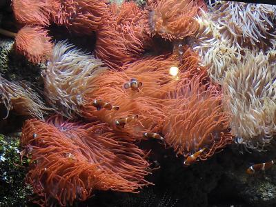A close-up underwater shot of several clownfish swimming among vibrant orange and white sea anemones inside an aquarium tank.