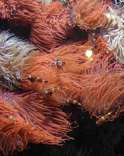 A close-up underwater shot of several clownfish swimming among vibrant orange and white sea anemones inside an aquarium tank.
