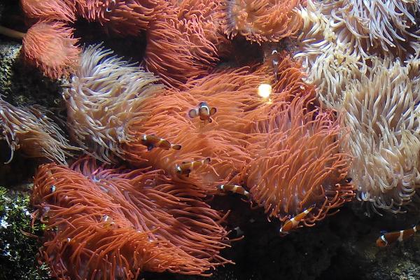 Aquarium of Genoa (Acquario di Genova)