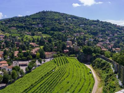 A panoramic view of a steep, terraced vineyard in the foreground with a historic stone wall on the right, overlooking a hillside town and a forested mountain in the background.