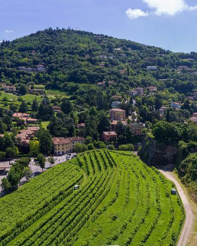 A panoramic view of a steep, terraced vineyard in the foreground with a historic stone wall on the right, overlooking a hillside town and a forested mountain in the background.