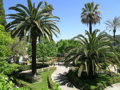 Palms in the Giardino Ibleo, Ragusa Ibla