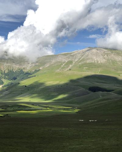 A wide landscape photograph showing rolling green alpine meadows and hills under a blue sky with large white clouds, with a prominent rocky mountain peak in the background and a small herd of white animals (likely sheep) grazing in the foreground.