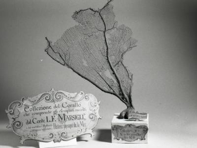 A black-and-white photograph of a large coral specimen mounted on a pedestal next to an ornate label reading "Collezione del Corallo... dal Conte L.F. MARSIGLI".