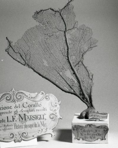 A black-and-white photograph of a large coral specimen mounted on a pedestal next to an ornate label reading "Collezione del Corallo... dal Conte L.F. MARSIGLI".