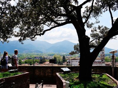 A view from a high stone terrace featuring a large tree growing in a brick planter, with two tourists looking out over the city of Lucca and distant mountains; a coin-operated binocular viewer is visible on the right.