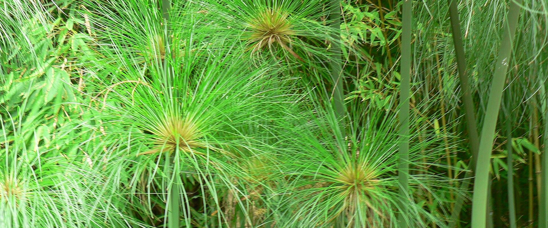 The image shows a close-up of several papyrus plants (Cyperus papyrus) with their characteristic umbrella-like clusters of thin green stems, set against a backdrop of other lush green foliage.