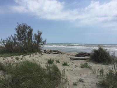 A sandy beach with dune grasses, driftwood, and a calm sea under a cloudy sky, with no visible signage or distinctive landmarks.