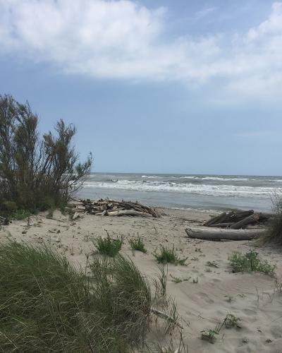 A sandy beach with dune grasses, driftwood, and a calm sea under a cloudy sky, with no visible signage or distinctive landmarks.