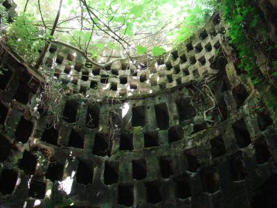A low-angle view looking up into a circular, subterranean limestone chamber with walls carved into a grid of rectangular niches, overgrown with green vines and branches from an opening above.