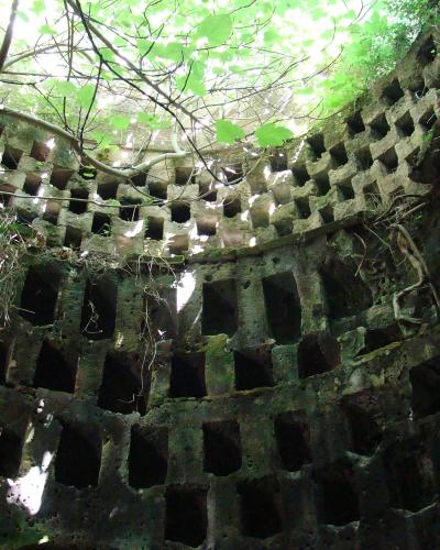 A low-angle view looking up into a circular, subterranean limestone chamber with walls carved into a grid of rectangular niches, overgrown with green vines and branches from an opening above.