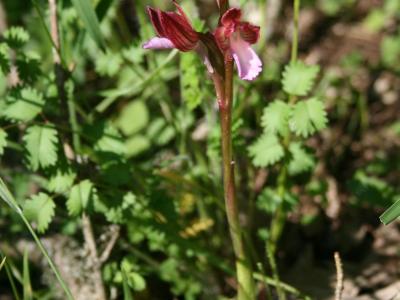 A close-up photograph of a flowering orchid plant, identified by the filename as *Anacamptis papilionacea*, growing in a natural, grassy setting with no visible signage or man-made structures.