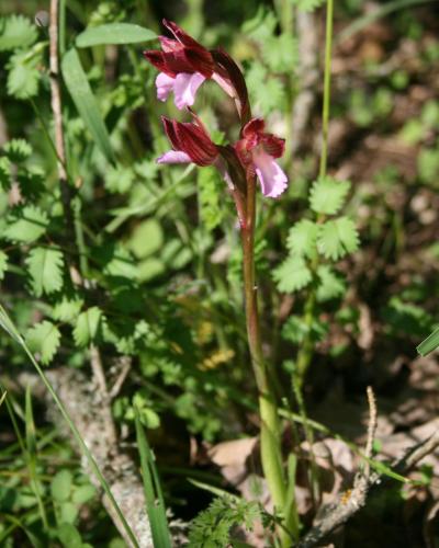 A close-up photograph of a flowering orchid plant, identified by the filename as *Anacamptis papilionacea*, growing in a natural, grassy setting with no visible signage or man-made structures.