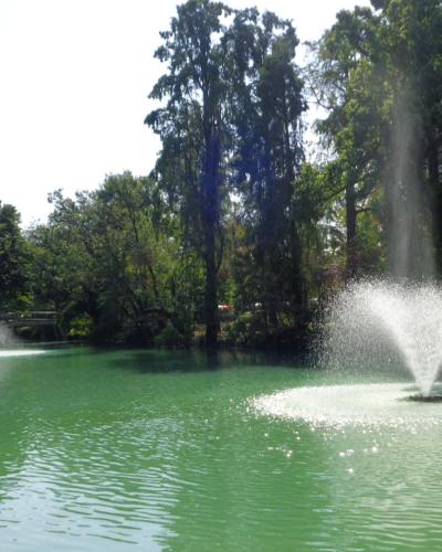 A sunlit park scene featuring a green pond with two active fountains spraying water, surrounded by dense trees and foliage, with large green leaves framing the right foreground.