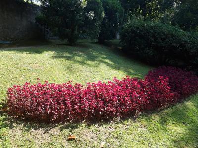 A manicured garden scene featuring a curved bed of vibrant red-leafed shrubs (likely Croton) on a sunlit lawn, with a stone wall and dense green trees in the background.