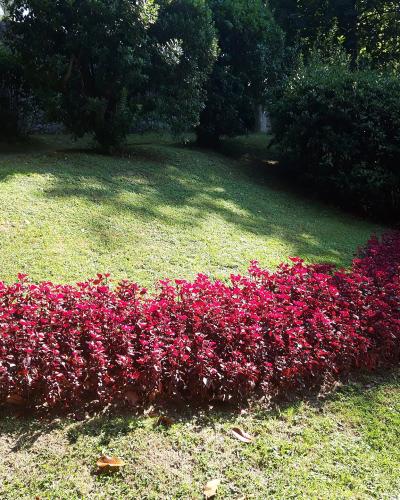A manicured garden scene featuring a curved bed of vibrant red-leafed shrubs (likely Croton) on a sunlit lawn, with a stone wall and dense green trees in the background.