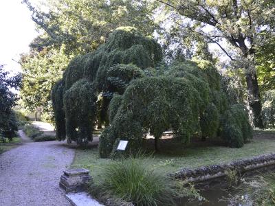 A gravel path winds through a lush garden featuring a large weeping tree, a small informational sign, and a stone-edged water feature or "vasca" in the foreground.