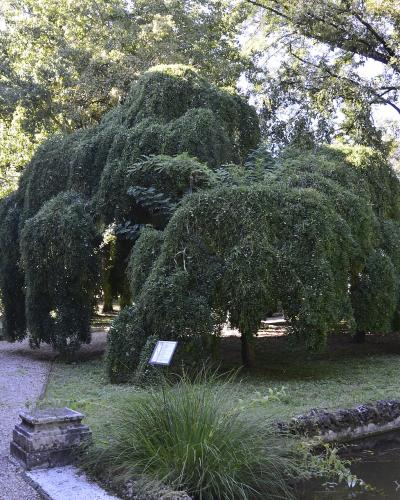 A gravel path winds through a lush garden featuring a large weeping tree, a small informational sign, and a stone-edged water feature or "vasca" in the foreground.